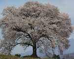 20080405王仁桜(平山郁夫)s-.jpg