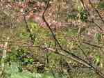 20100116水仙ロード桜s-.jpg