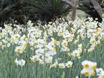 20100116水仙ロードs-.jpg