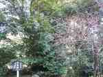 20100116梅s-.jpg