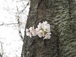20100403幹桜s-.jpg