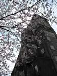20100403競馬場4s-.jpg