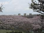 20100403根岸森林公園s-.jpg