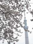 20120410スカイツリーs-.jpg