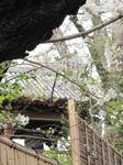 20120410上野時の鐘s-.jpg