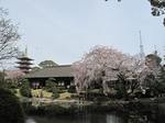 20120410伝法院s-.jpg
