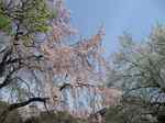 20120410東博庭園桜s-.jpg