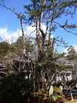 20131212槇の木s-.jpg