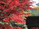 平林寺紅葉1s-.jpg