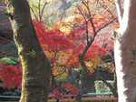 平林寺紅葉2s-.jpg