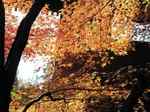 平林寺紅葉3s-.jpg