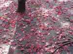 平林寺紅葉4s-.jpg