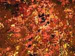 平林寺紅葉5s-.jpg
